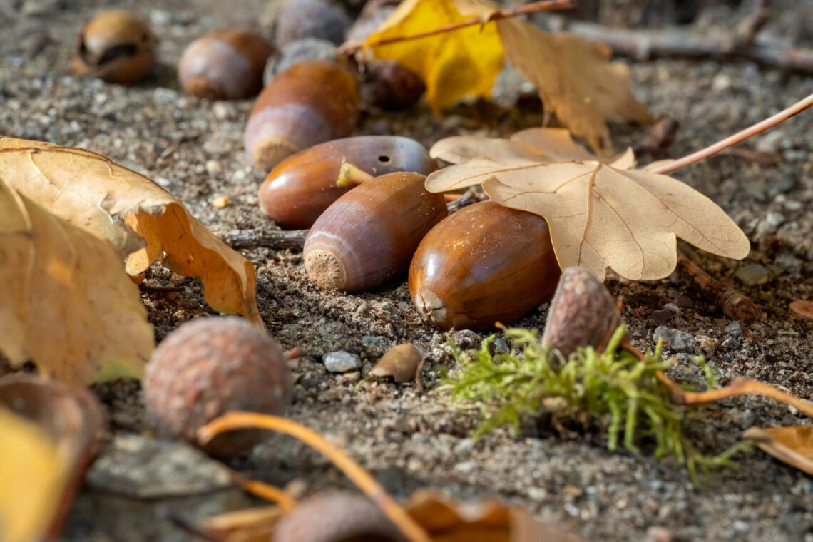 dreieins Grundschule Berlin-Kaulsdorf - Eicheln und Blätter auf dem Boden