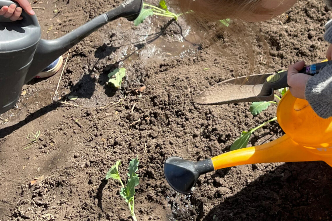 dreieins Grundschule Berlin-Kaulsdorf - Anpflanzen von Kohlrabi im Schulgarten