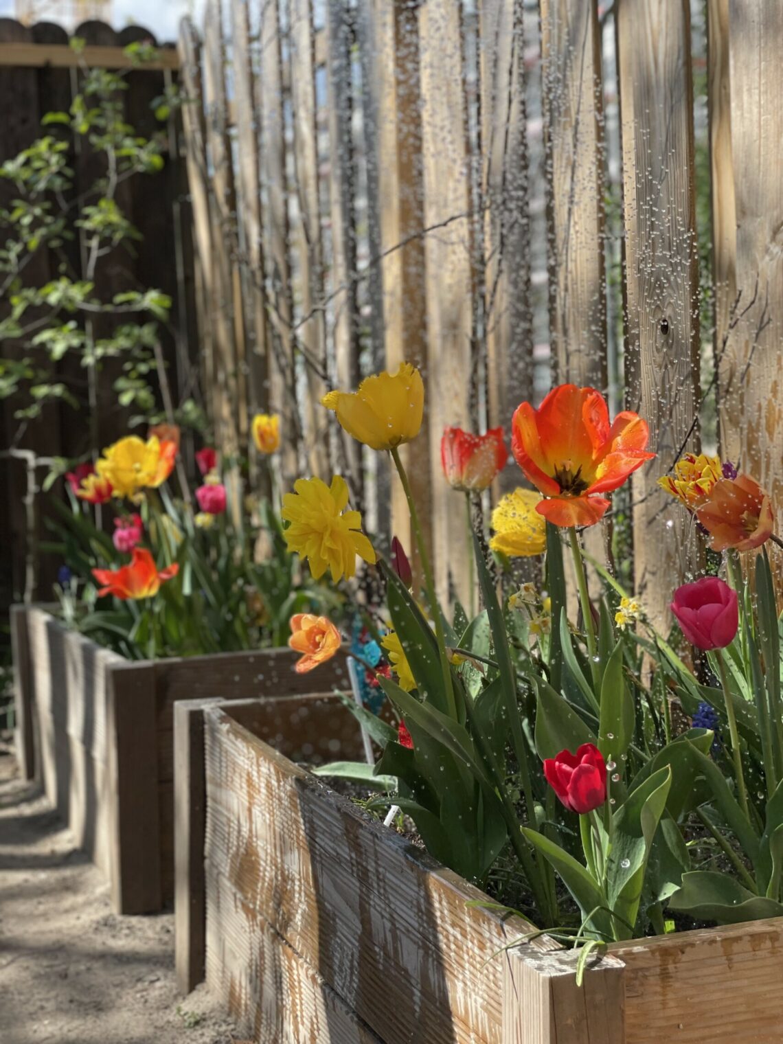 Neues aus unserem Garten dreieins Berlin Pankow