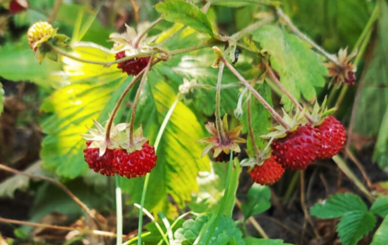 dreieins Kindertagesstätte Berlin - Berlin Prenzlauer Berg - Wilderdbeeren: Zu sehen, sind rote Erdbeeren, die an Pflanzen hängen.