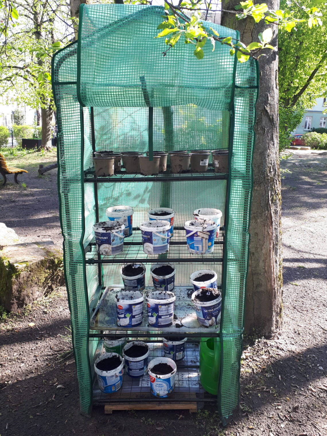 Kleines bepflanztes Gewächshaus im dreieins Schulgarten