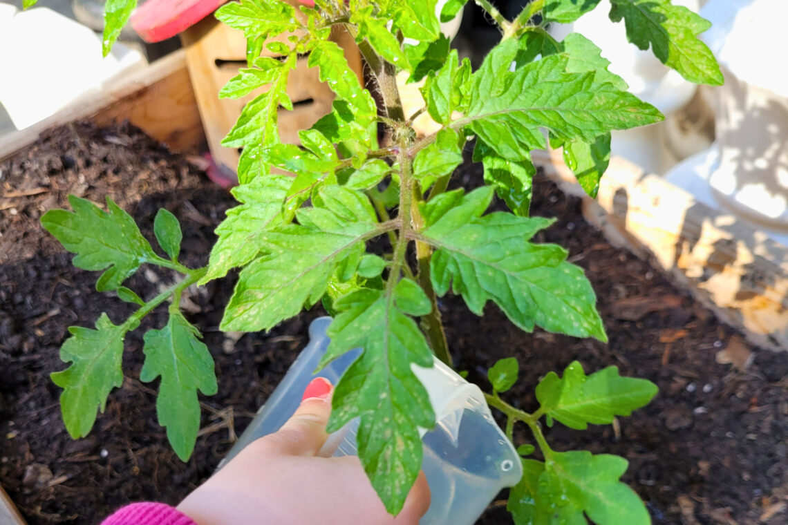 dreieins Kindertagesstätte Berlin-Prenzlauer Berg - Tomatenpflanze