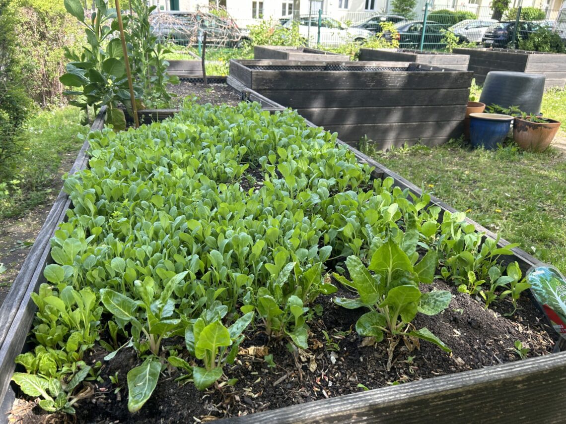 Mangoldpflänzchen im dreieins Schulgarten