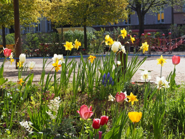 Frühblüher im dreieins Schulgarten