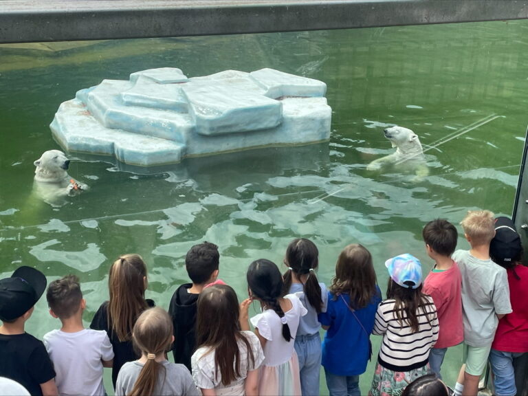 dreieins Grundschule Pankow Wandertag Schüler im Tierpark bei der Eisbärenfütterung