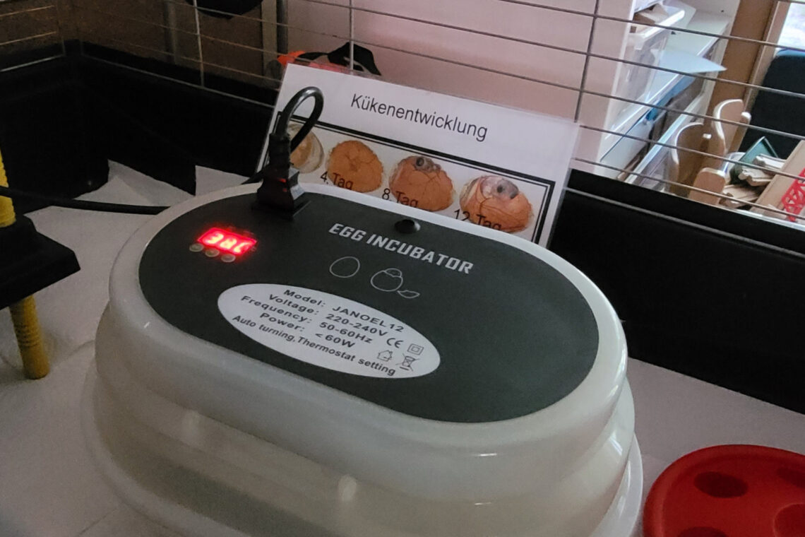 dreieins Kindertagesstätte Berlin-Prenzlauer Berg - Brutkasten mit Hühnereiern dreieins Kindertagesstätte Berlin-Prenzlauer Berg - Brutkasten mit Hühnereiern