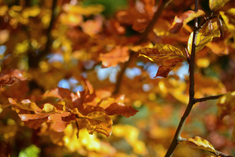 dreieins Kindertagesstätte Berlin-Prenzlauer Berg - Herbst im Garten