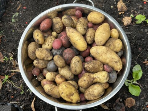 dreieins Grundschule Pankow Garten AG Kartoffelernte