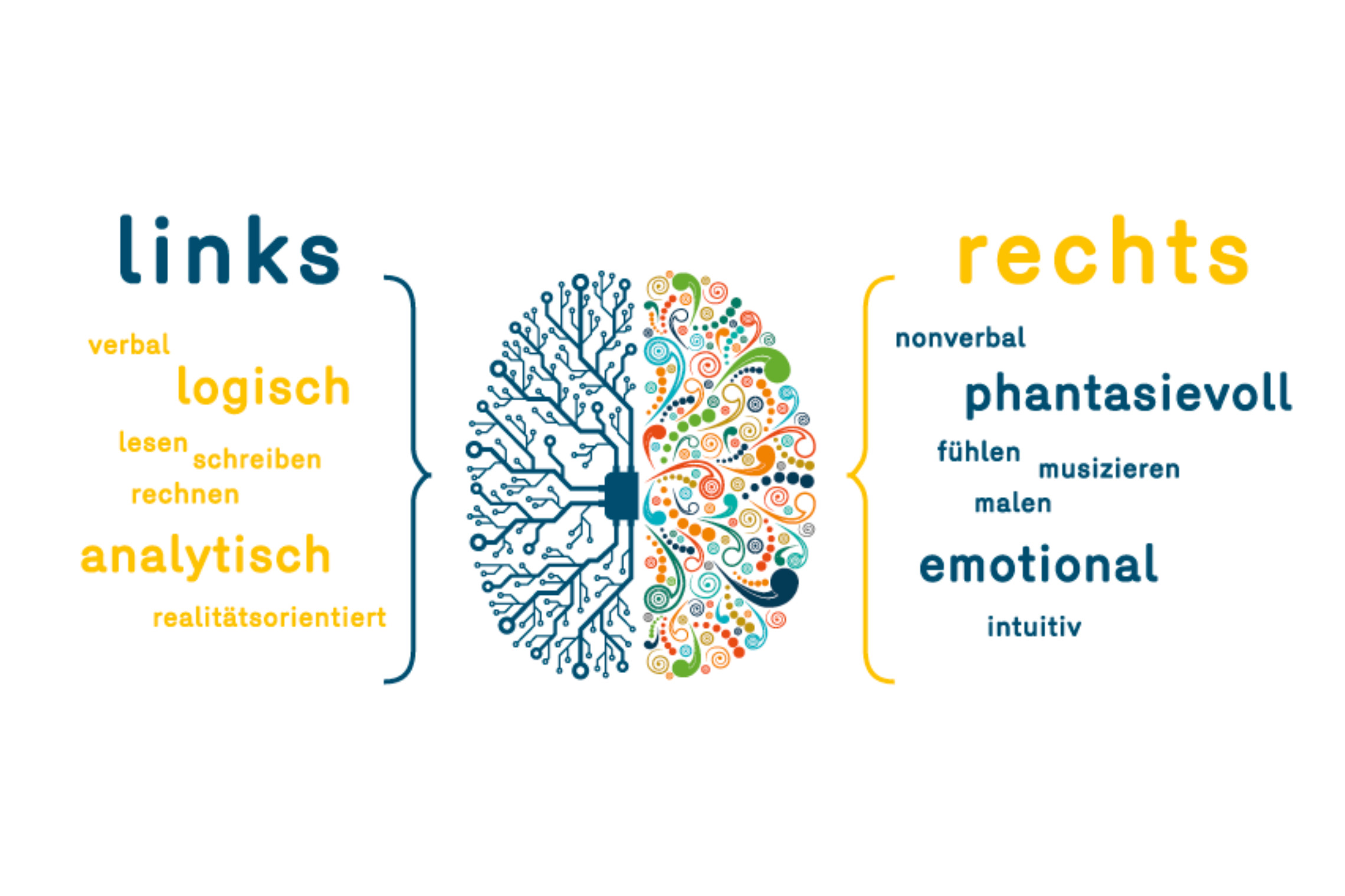 dreieins Innovative Pädagogik - Neurologisches Zusammenspiel: Zu sehen auf dem Bild ist eine Grafik, das die Verbindung der zwei Gehirnhälften mit ihren Fähigkeiten und Arbeitsweisen visualisiert.